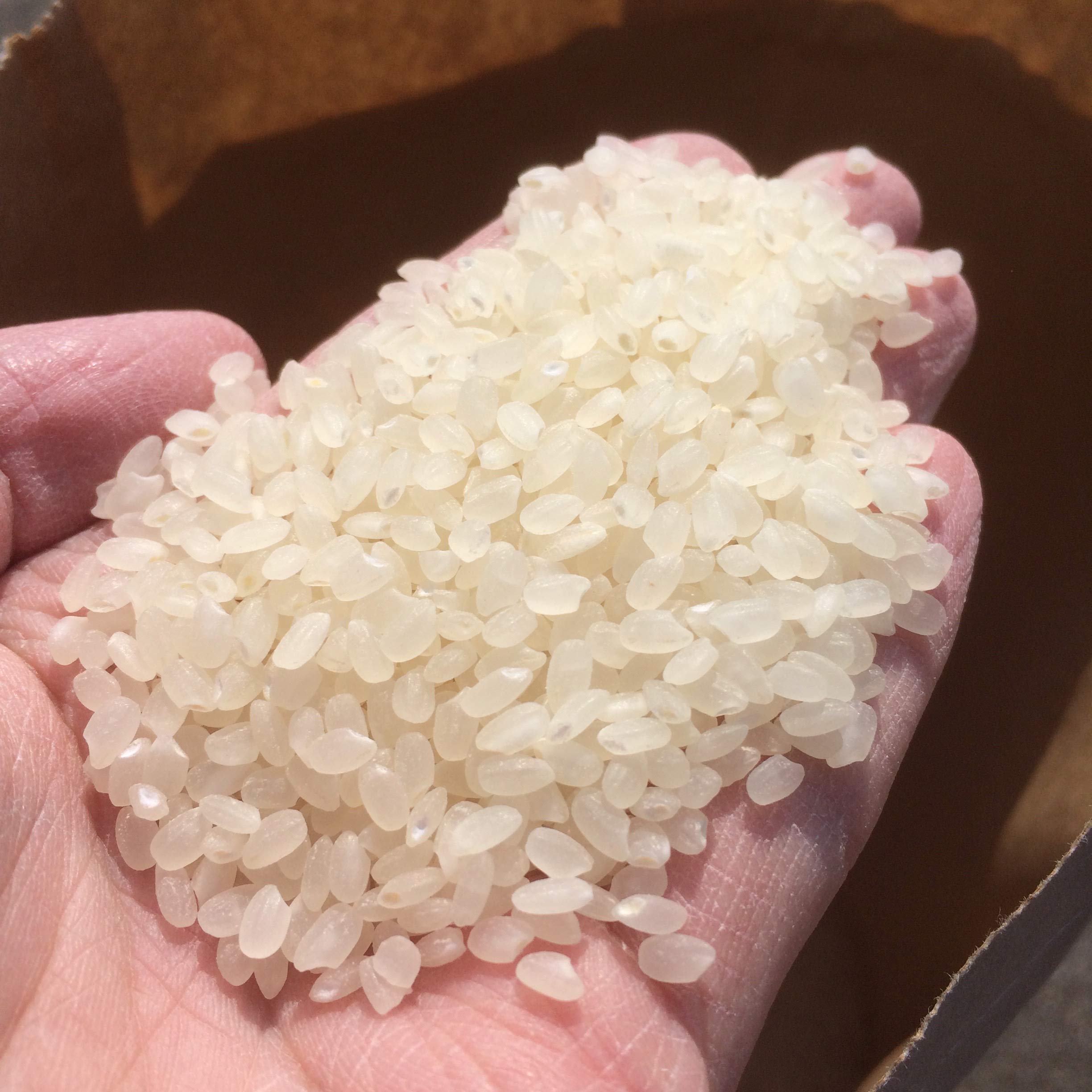 Amazon.co.jp: 令和7年度産 新潟県産 従来コシヒカリ 100% 極レア 精米